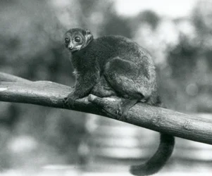 Un lémur gigante de Coquerel en peligro de extinción, descansando en una rama en el Zoológico de Londres, octubre de 1929 (foto en blanco y negro)