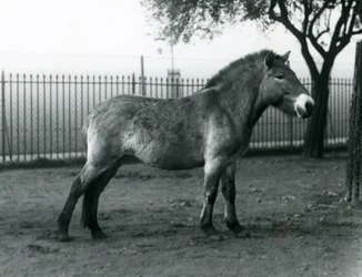 Un caballo salvaje de Przewalski en peligro de extinción de pie en su corral en el Zoológico de Londres, octubre de 1927