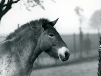 Un caballo salvaje de Przewalski en peligro de extinción de pie en su corral en el Zoológico de Londres, octubre de 1927