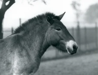 Un caballo salvaje de Przewalski en peligro de extinción de pie en su corral en el Zoológico de Londres, octubre de 1927
