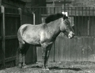 Un Caballo Salvaje de Przewalski en Peligro de pie en su corral en el Zoológico de Londres en 1927