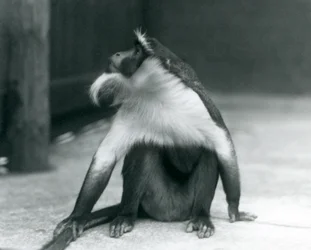 Un cercopiteco de Roloway en peligro de extinción sentado en el suelo, mirando hacia arriba mientras se sujeta la cola, zoológico de Londres, 1927