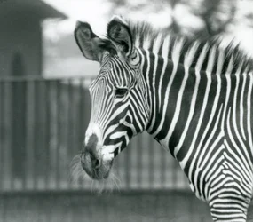 Una hembra/jenny de cebra de Grevy en peligro de extinción, Zoológico de Londres, julio de 1926