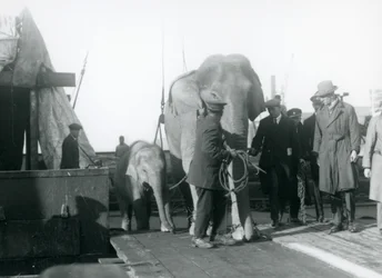 Elefantes asiáticos desembarcando de un barco en ruta al Zoológico de Londres en 1927
