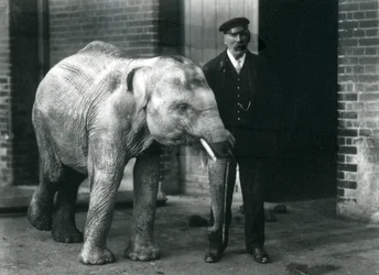 Elefante asiático bebé con el cuidador Charles Eyles, Zoológico de Londres, noviembre de 1915