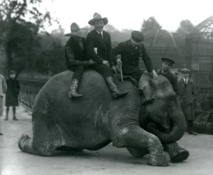 Vaqueros y entrenador con la elefanta india Sundermalah durante una visita al zoológico de Londres en 1924