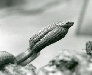 Serpiente comedora de huevos en el Zoológico de Londres en 1930