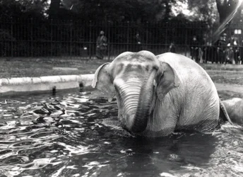 Elefante bañándose