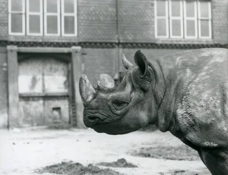 Eliza, una hembra de rinoceronte negro, Zoo de Londres