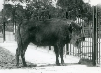 Bisonte europeo 