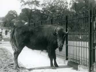 Bisonte europeo Georgina en las barras de su recinto, Zoológico de Londres, 12 de agosto de 1926