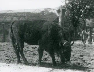 Bisonte europeo Julia comiendo hierba en su recinto, Zoológico de Londres, 12 de agosto de 1926