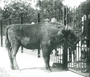 Bisonte europeo 