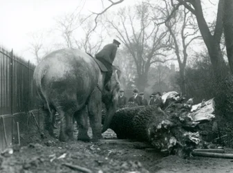 Elefante asiático hembra, 
