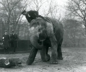 Elefante asiático hembra, 