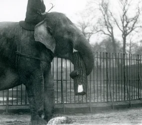Elefante asiático hembra, 
