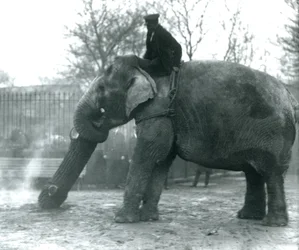 Elefante asiático hembra, 