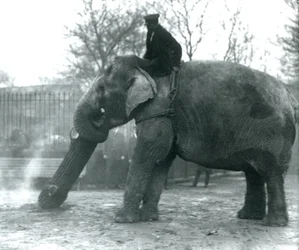 Elefante asiático hembra, Indiarani, moviendo madera con su trompa, mientras su cuidador se sienta en su espalda dirigiéndola, Zoológico de Londres, 1925