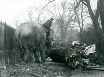 Elefante asiático hembra, Indiarani, moviendo madera con su trompa, mientras su cuidador se sienta en su espalda dirigiéndola, Zoológico de Londres, 1925