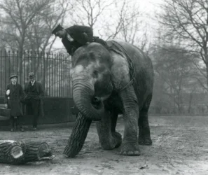 Elefante asiático hembra, Indiarani, moviendo madera con su trompa, mientras su cuidador se sienta en su espalda dirigiéndola y otras dos personas observan, Zoológico de Londres, 1925