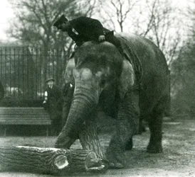 Elefante asiático hembra, Indiarani, moviendo madera con su trompa, mientras su cuidador se sienta en su espalda dirigiéndola, Zoológico de Londres, 1925