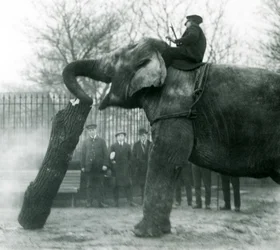 Elefante asiático hembra, Indiarani, moviendo madera con su trompa, mientras su cuidador se sienta en su espalda dirigiéndola, Zoológico de Londres, 1925