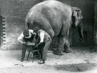 Elefante Asiático Hembra Sundermalah teniendo sus pies recortados por sus cuidadores en el Zoológico de Londres, agosto de 1926