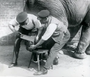 Elefante Asiático Hembra Sundermalah teniendo sus pies recortados por sus cuidadores en el Zoológico de Londres, agosto de 1926