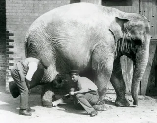 Elefante Asiático Hembra Sundermalah teniendo sus pies recortados por sus cuidadores en el Zoológico de Londres, agosto de 1926