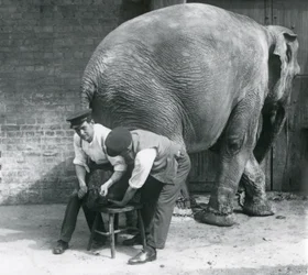 Elefante Asiático Hembra teniendo sus pies recortados por sus cuidadores en el Zoológico de Londres, agosto de 1926