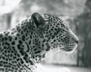 Leopardo hembra Daisy en el Zoológico de Londres en agosto de 1925