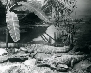 Cuatro caimanes, en un entorno panorámico con un árbol de plátano, en el zoológico de Londres en 1929