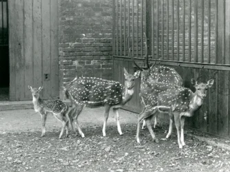 Cuatro ciervos Axis, incluyendo un macho con astas y un cervatillo, en el zoológico de Londres en 1926