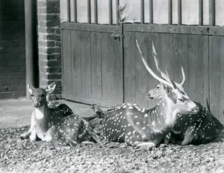 Cuatro ciervos axis, incluyendo un macho con astas, en el Zoológico de Londres en 1924