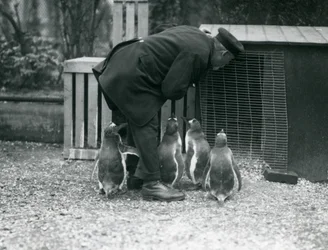 Pingüinos Gentoo con el cuidador Albert White, Zoológico de Londres, c.1914