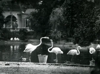 Flamencos mayores en su lago en el zoológico de Londres en 1924