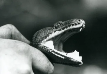 Cabeza de una Boa Esmeralda, con la boca abierta, sostenida por el cuello, por su cuidador, Zoológico de Londres