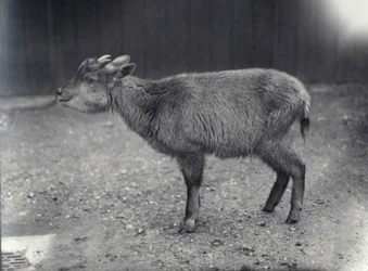 Goral del Himalaya en el Zoológico de Londres, 1914