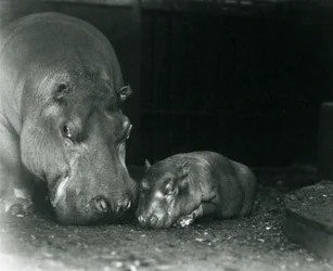 Hipopótamo Joan con su cría macho Jimmy en el Zoológico de Londres en marzo de 1927