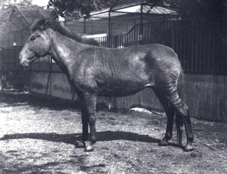 Cebra híbrida en el zoológico de Londres, julio de 1916
