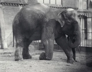 Elefante Indio, Assam Lukhi, arrodillado con su cuidador en el Zoológico de Londres, abril de 1914