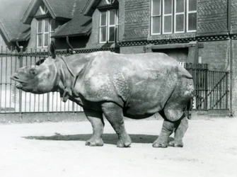 Rinoceronte indio Félix en su corral en el Zoológico de Londres, 1927