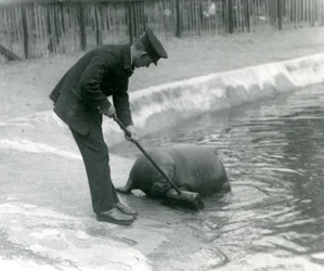 El cuidador Arthur Chandler barre la piscina de la morsa, zoológico de Londres, 1924