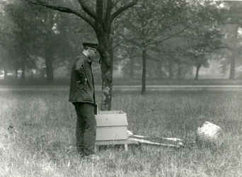 El cuidador Brown moviendo un enjambre de abejas, Zoológico de Londres, julio de 1926