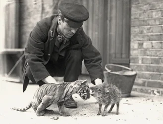 Guardián, H. Warwick, con un cachorro de tigre y un pecarí, tomado en el Zoológico de Londres, mayo de 1914