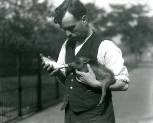 El Guardián Harry Warwick alimenta con biberón a un bebé Jabalí en el Zoológico de Londres, en agosto de 1922