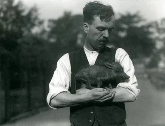 El guardián Harry Warwick sostiene un bebé Jabalí en sus brazos en el Zoológico de Londres, agosto 1922