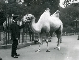El Guardián W. Styles con un Camello Bactriano en el Zoológico de Londres, julio de 1914