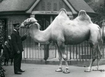 El guardián W. Styles, con un camello bactriano, fuera de la Casa de Llamas en el Zoológico de Londres, julio de 1914