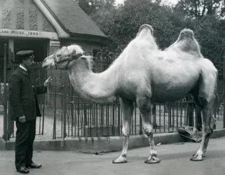 El guardián W. Styles, con un camello bactriano, fuera de la Casa de las Llamas en el Zoológico de Londres, julio de 1914